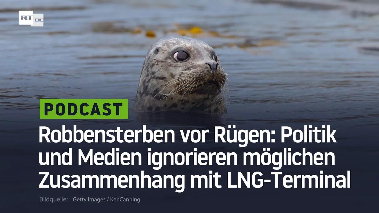 ⁣Robbensterben vor Rügen: Politik und Medien ignorieren möglichen Zusammenhang mit LNG-Terminal