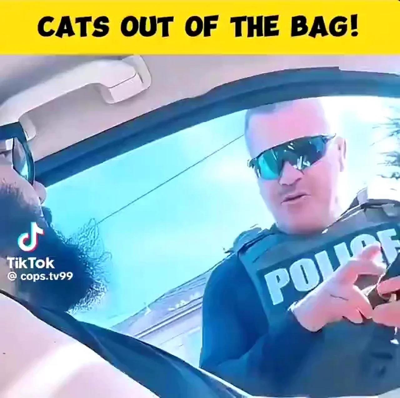 cats-out-of-the-bag-drivers-license