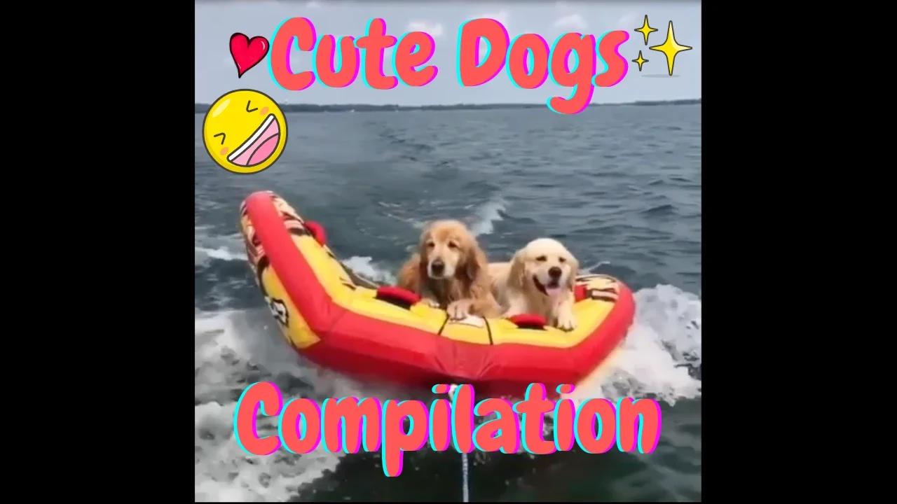 Cute Dog Compilation