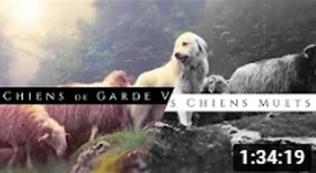 Chiens de garde & Chiens muets ( Stanislas Berton )