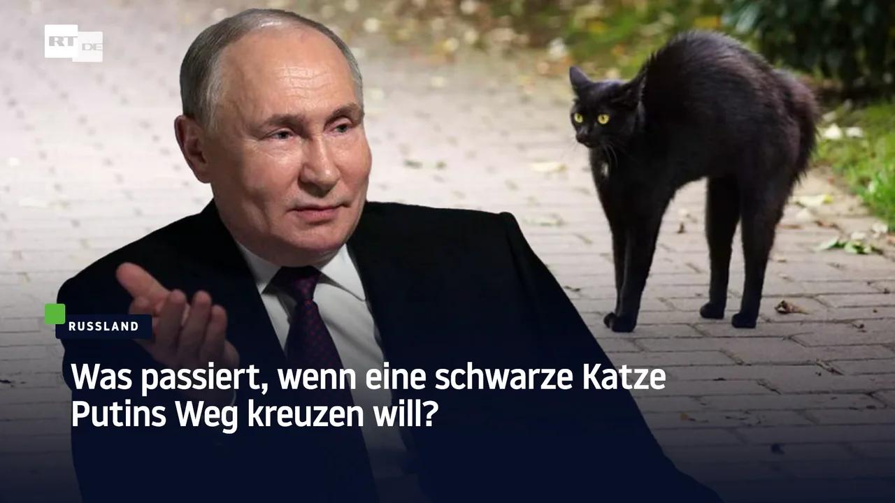 ⁣Was passiert, wenn eine schwarze Katze Putins Weg kreuzen will?