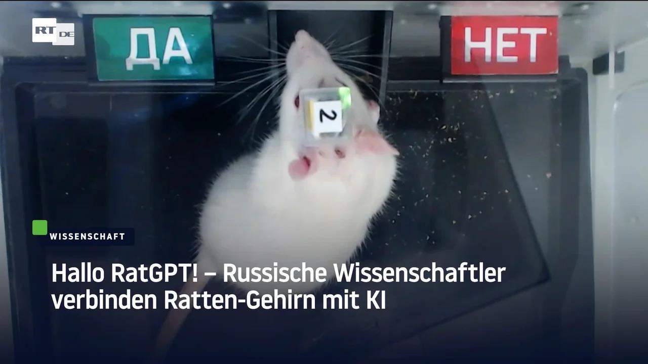 ⁣Hallo RatGPT! - Russische Wissenschaftler verbinden Ratten-Gehirn mit KI