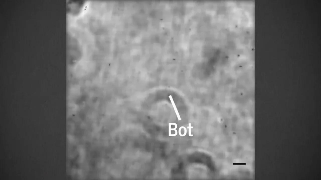 Tiny robots swim through the eye to deliver medicine