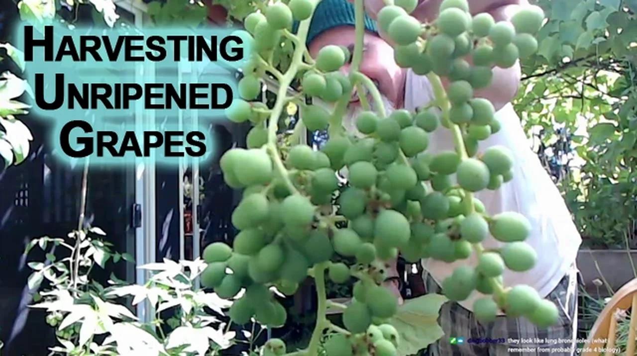 Harvesting Unripened Grapes, Used in Cooking Foods, Especially Meats ...