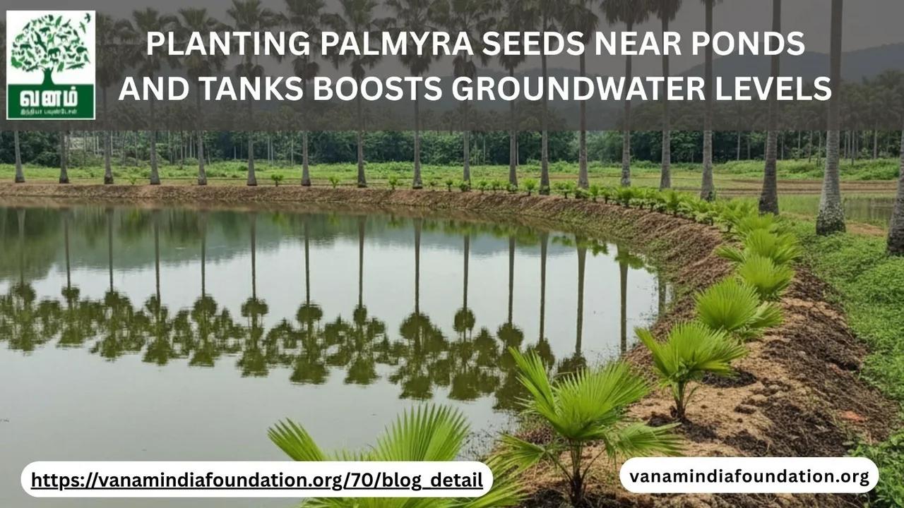 Why Planting Palmyra Seeds Near Ponds and Tanks Boosts Groundwater ...