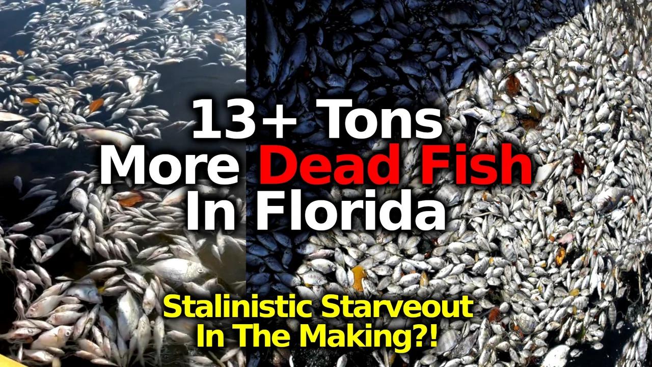 Massive Fish Kills: 13+ Tons Of Dead Fish In Florida, Indiana ...