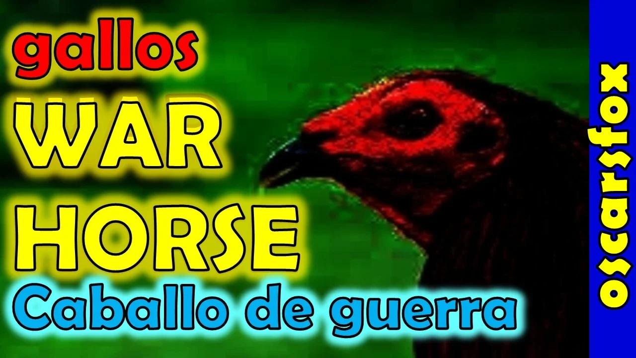 🦊Gallo WARHORSE ave de combate Historia y caracteristicas