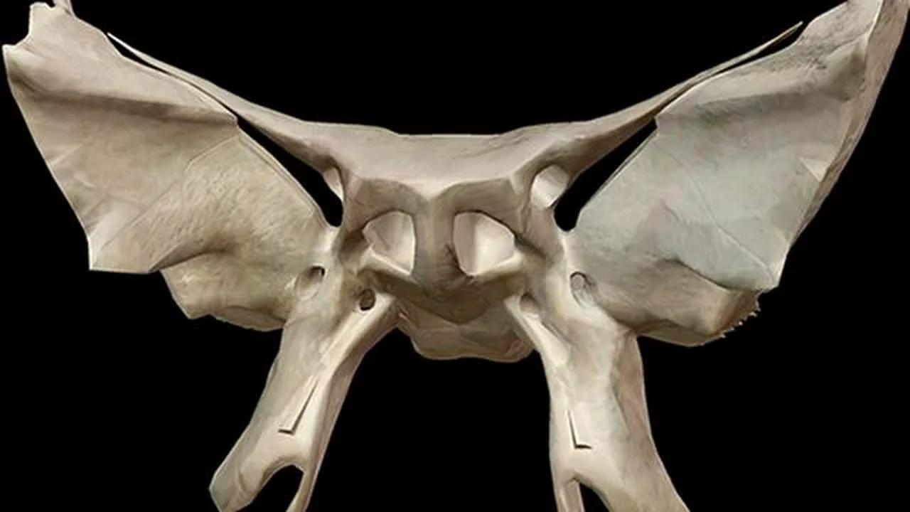 Vomer. Sphenoid Bone.