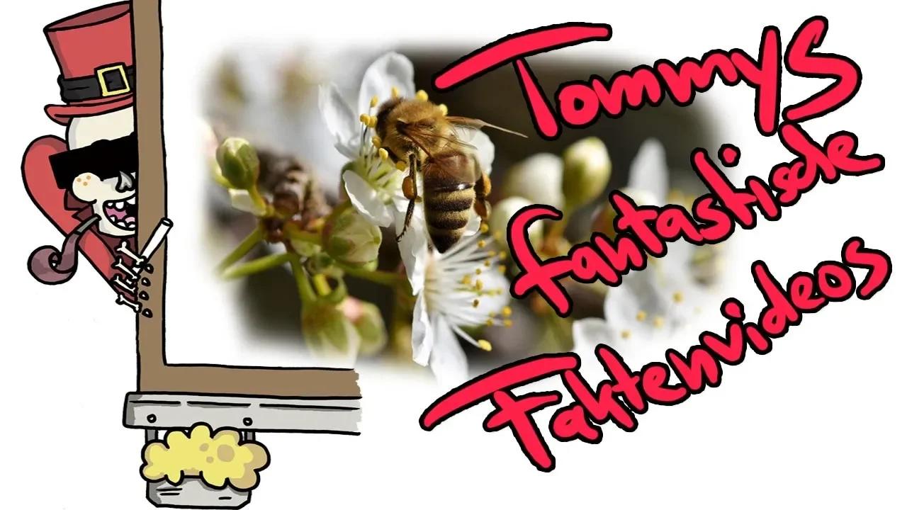 Tommys fantastische faktenvideos 3