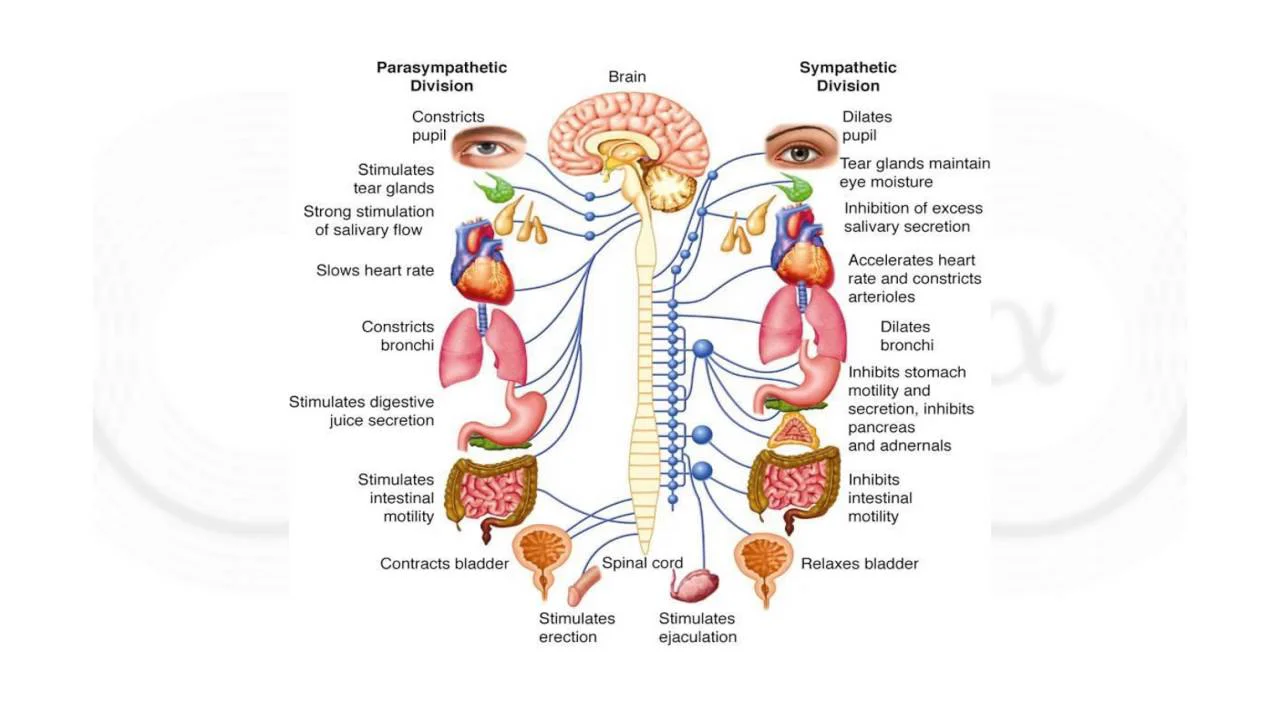Вегетативная нервная система схема симпатическая и парасимпатическая. Парасимпатическая нервная система функции. Вегетативная нервная система Симпатика. Таблица по симпатической и парасимпатической нервной системе. Функции парасимпатической вегетативной нервной системы.